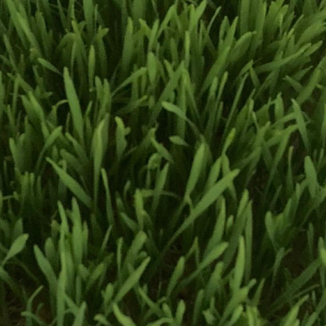 Wheat Grass - Microgreen - TAW VALLEY MICROGREENS